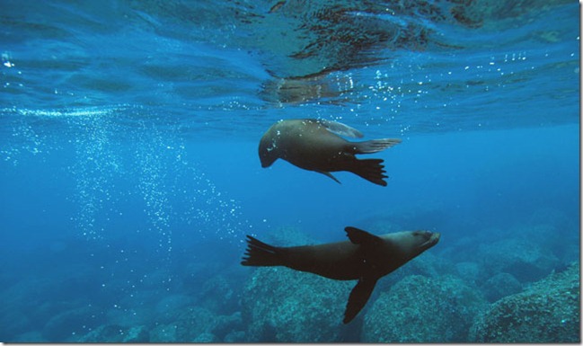 diving-in-the-galapagos[1]